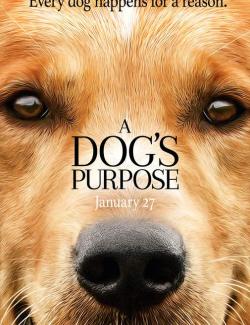 Собачья жизнь / A Dog's Purpose (2017) HD 720 (RU, ENG)